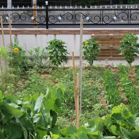 Nestly Гостевой дом Тирана